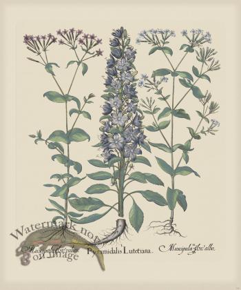 Besler 156 Colored  B2